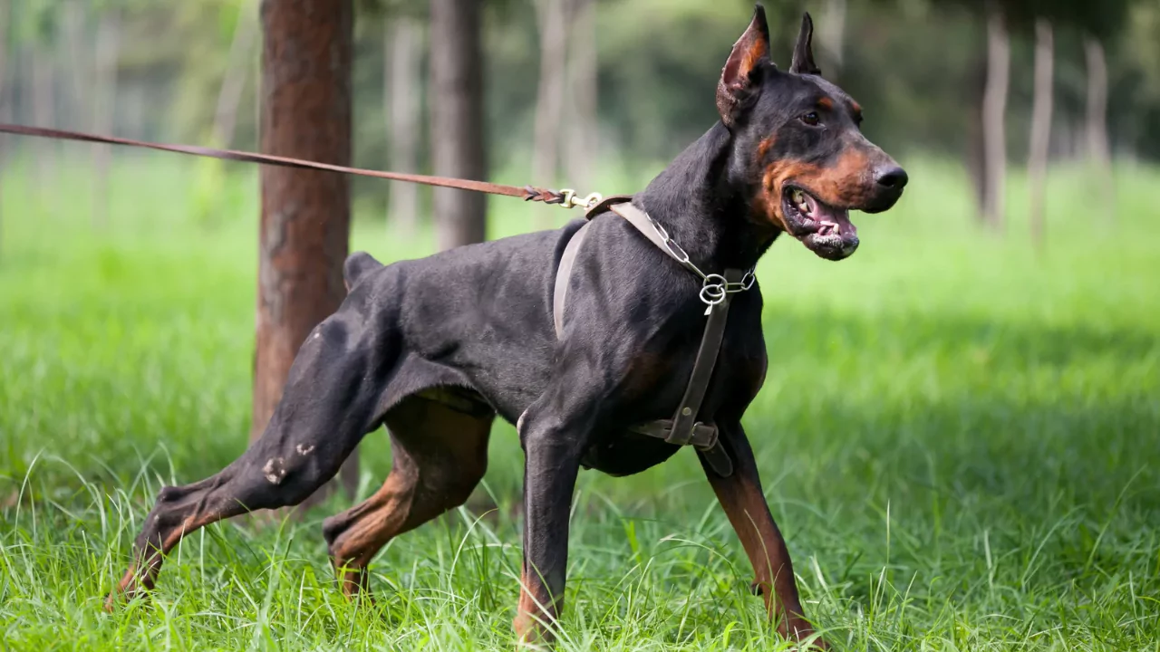 dobermann puppies forsale